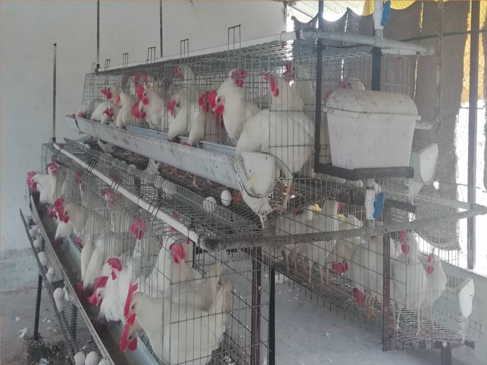 Poultry training